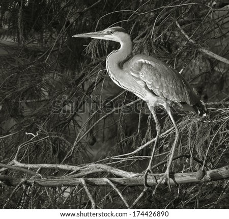 portrait of blue heron in foliage at sunset
