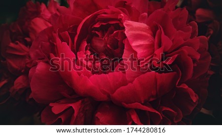 Red peony flower,close-up with selective focus and dark blurred background. Low key beautiful blooming peony picture for decoration. Single lush peony head, crimson mysterious flower top view