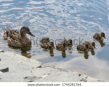 Ducklings on water pond in Prague