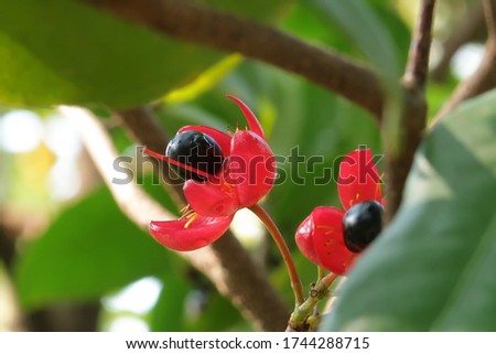 The black fruit of the red flower which looks like the nose of a famous cartoon character is still attached to the flower base, Ochna kirkii Oliv, OCHNACEAE
