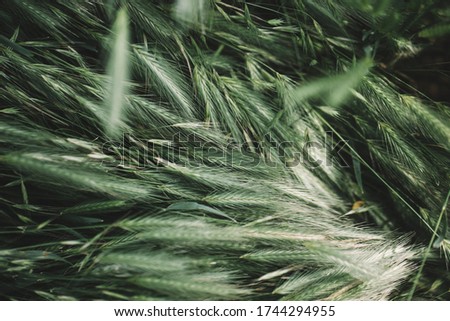 Green grass plant field moody atmosphere picture