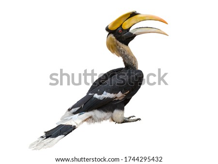 The Great Hornbill on white background. Royalty-Free Stock Photo #1744295432