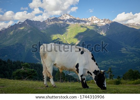White cow with black head on the green meadow with a bonfire in background of mountains in the sunny summer day. Pasture high in the mountains. Mestia, Upper Svaneti, Georgia