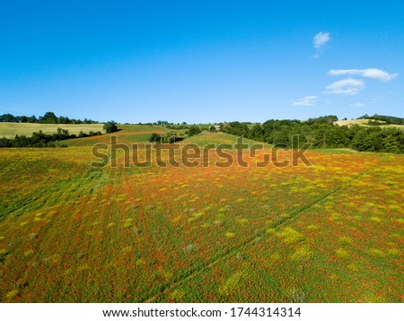 Fields full of poppies in Marecchia Valley in center of Italy
