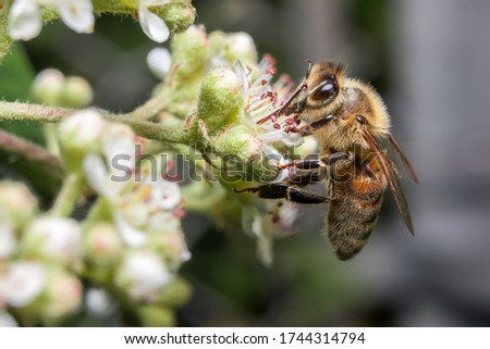 Honey bee pollinating in summer
