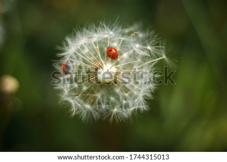 Closeup of ladybug sitting on dandelion seeds on green background. Film photography with artistic noise and blur