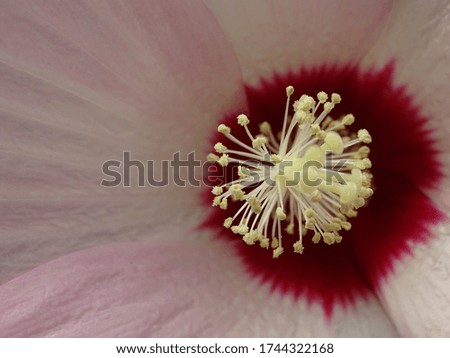Giant pink flower (unedited pictures)