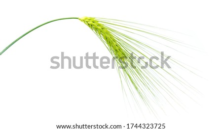 Green spikelets of barley isolated on a white background Royalty-Free Stock Photo #1744323725