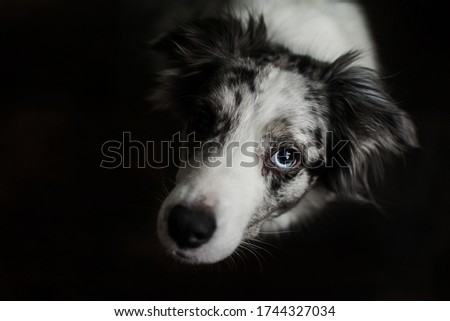Border collie look on a black background