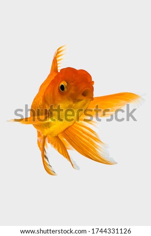 the goldfish swimming and dancing in aquarium