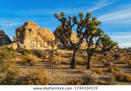 Sunlit Joshua Trees (Yucca brevifolia) and rocky crags with blue sky, Joshua Tree National Park, Mojave Desert, Twenty Nine Palms, California, USA. Royalty-Free Stock Photo #1744334159