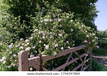 A pink flowering rambling Dog Rose, Rosa Canina in a hedgerow in the English countryside on a warm summers day Royalty-Free Stock Photo #1744347884