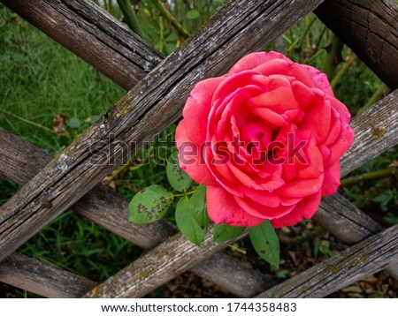 red rose, red Floribunda  rose  in Germany,  fragrant cloud rose ,  rose across the garden fence.