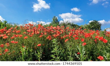red poppy flowers, Papaver rhoeas or Papaveraceae in Heilbronn in Germany