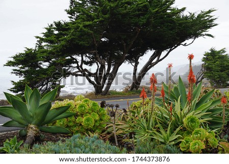Seaside succulent garden overlooking the coast in California