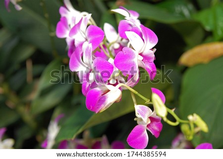 Violet flower orchids at National Orchid Garden in Singapore