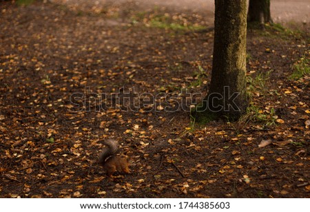 Red squirrel, autumn leaves and tree.