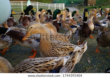 many ducks at the farm