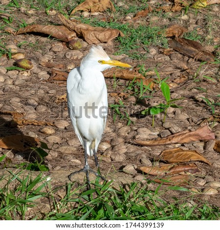 A beautiful profile of a cattle egret with only one leg standing on a thick tree root and withered leaves lying around it. The one leg does not disturb this creature from living.