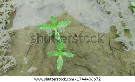 Young plant drowned on the water | drop of dew on plants leaf.