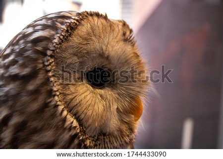 Ural owl, profile photo of Ural Owl, Ural owl from the right, closup photo of Ural owl