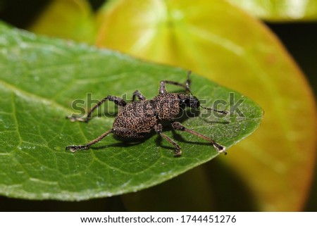 closeup picture of a tiny beetle on a leaf