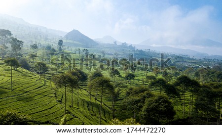 Aerial of Tea plantations in Central Java Indonesia, with landslide area.  Royalty-Free Stock Photo #1744472270
