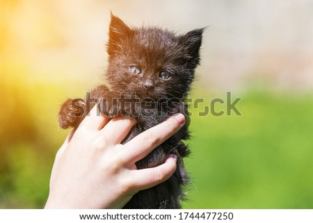 Little kitten in female hands over grass in sunlight with blurred background