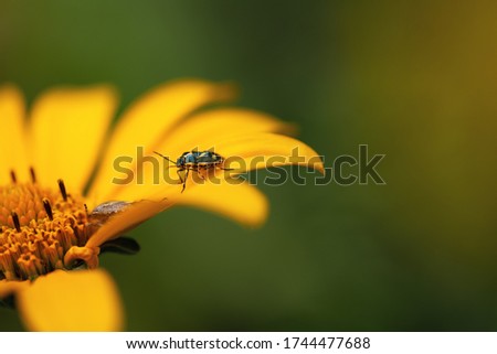 Bedbugs on a flower. A green bug sits on a yellow flower on a green background with a sun glare. Macro photo of an insect bedbug