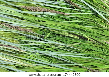 Green plant carpet (horizontal grass)
