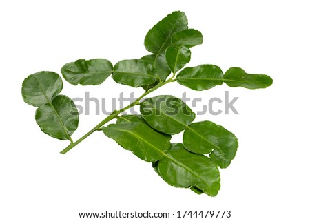 Leaf   bergamot,  organic (kaffir lime) isolated on white background.