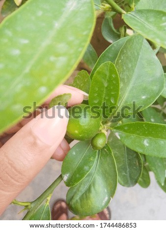 small green fresh lemon picture 