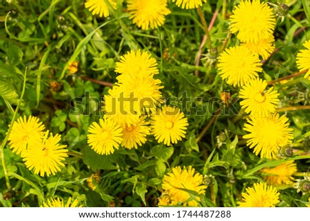 yellow dandelions on white grass. summer background