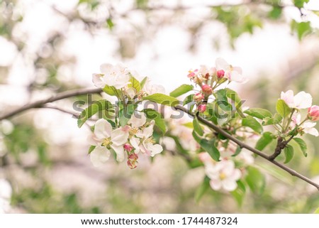 Apple tree flowers close up. blurred background, selective focus