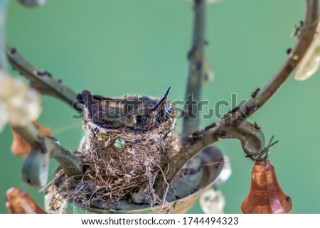 Two hummingbird chicks in the nest. The nest is made in a lamp