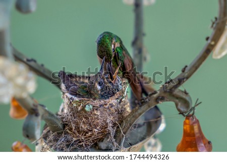 Adult hummingbird feeding its nestlings in the nest. The nest is made in a lamp