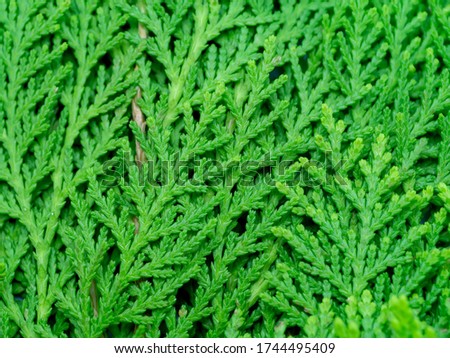Green leaf of Chimese Arborvitae or Orientali Arborvitae tree background. (Thuja orientalis Endl)