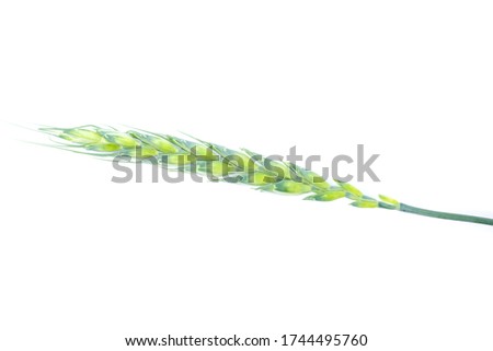 Green spikelet of wheat on a white isolated background
