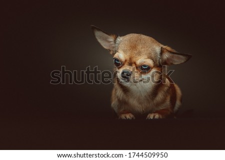 Adorable Chihuahua Dog. Studio shot. Moody dark lighting, dark background.