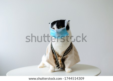 
2020 New creative cat photography.
COVID-19 Pandemic coronavirus 
Cat in clothes wearing face mask protective for spreading of disease virus SARS-CoV-2. Grey background