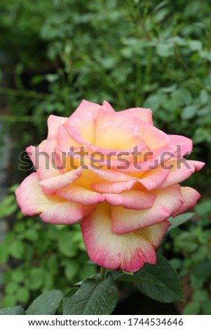 Single two tone rose (grade "Paco Rabanne") in Moscow garden. Buds, inflorescence of flower closeup. Summer nature. Postcard with rose. Symbol of love. Roses blooming. Summer rose blossom. Macro photo