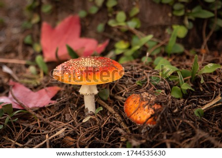 Red Spotted Toadstool on autumn fall forest floor in among pine needles and coloured red orange and yellow fallen leaves
