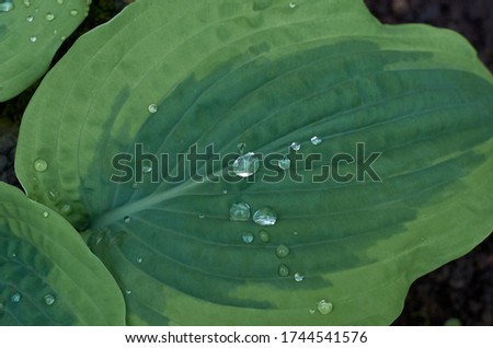 raindrops on a large leaf hosts in the summer garden