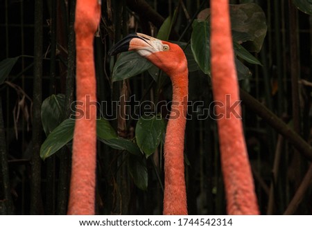 Pink flamingo, close up head, staring into camera , on the nice green leaves background, during summer cloudy day in the zoo