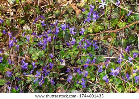 Wild growing violets between dry twigs and leaves in the forest, Viola reichenbachiana