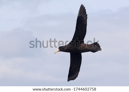 Immature Northern Giant Petrel flying against a cloudy blue sky