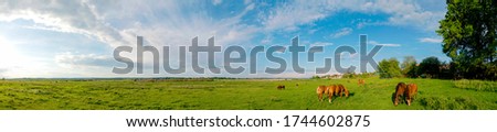Wonderful panorama of the mountains. Horses on a mountain meadow. Summer panorama landscape in the mountains. Ukraine, Carpathians. Beautiful nature villages. Picture of wildlife