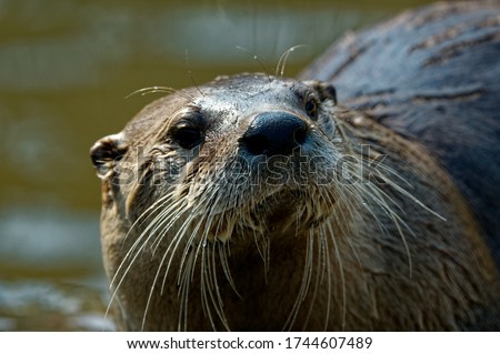 North American River Otter  (Lontra canadensis)  Portrait,wet fur and whiskers,upright,head shot.