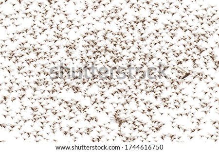 Migratory locust swarm. Locusta migratoria. Acrididae. Oedipodinae. Agriculture and pest control. Isolated on a white background  Royalty-Free Stock Photo #1744616750
