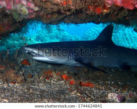 White tip baby shark in Bali